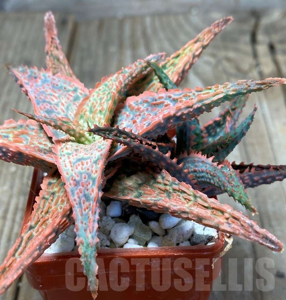 SHPR13687 Aloe hybrid - immagine 2