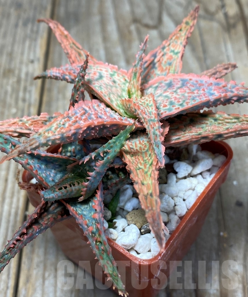 SHPR13687 Aloe hybrid - immagine 3