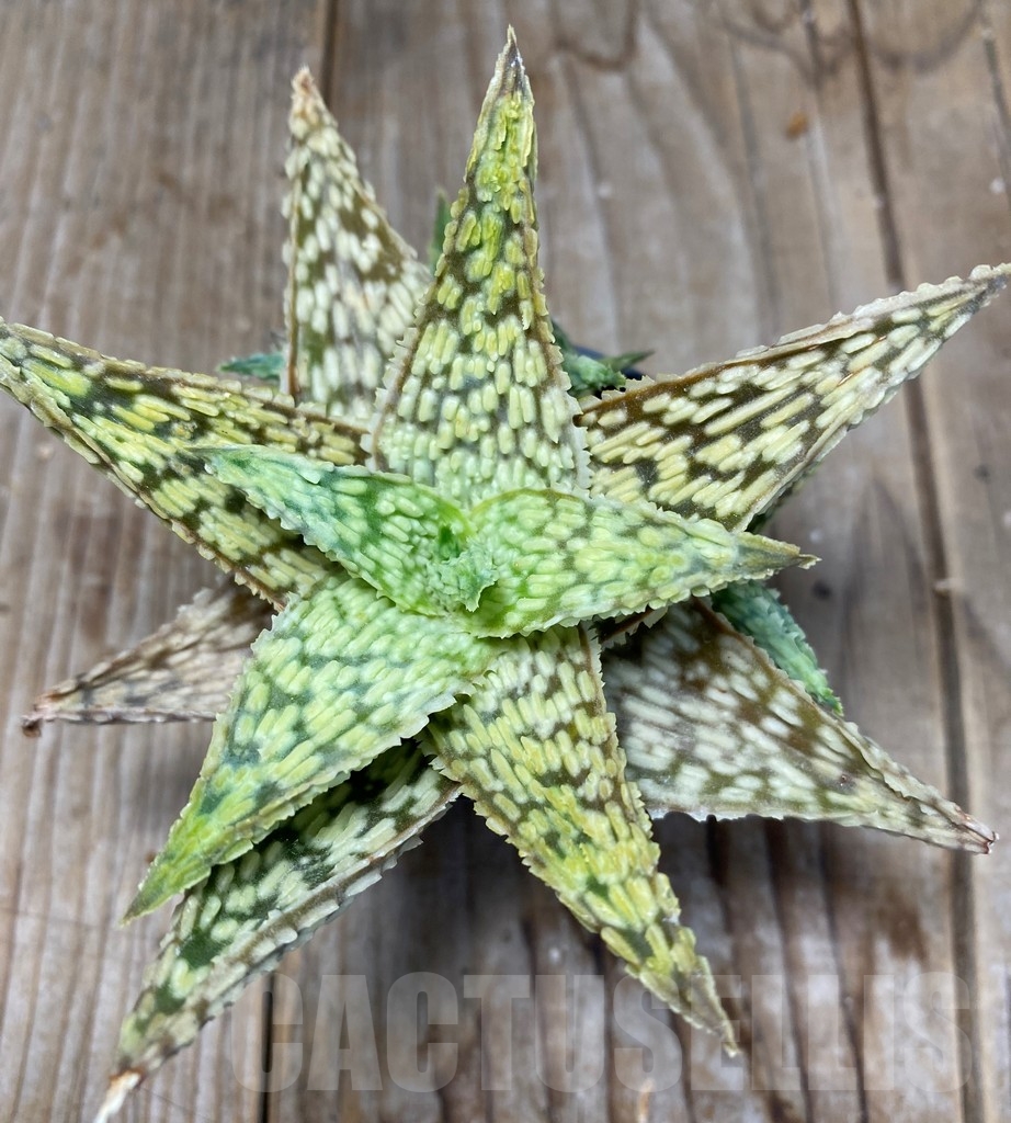 SHPR13688 Aloe hybrid