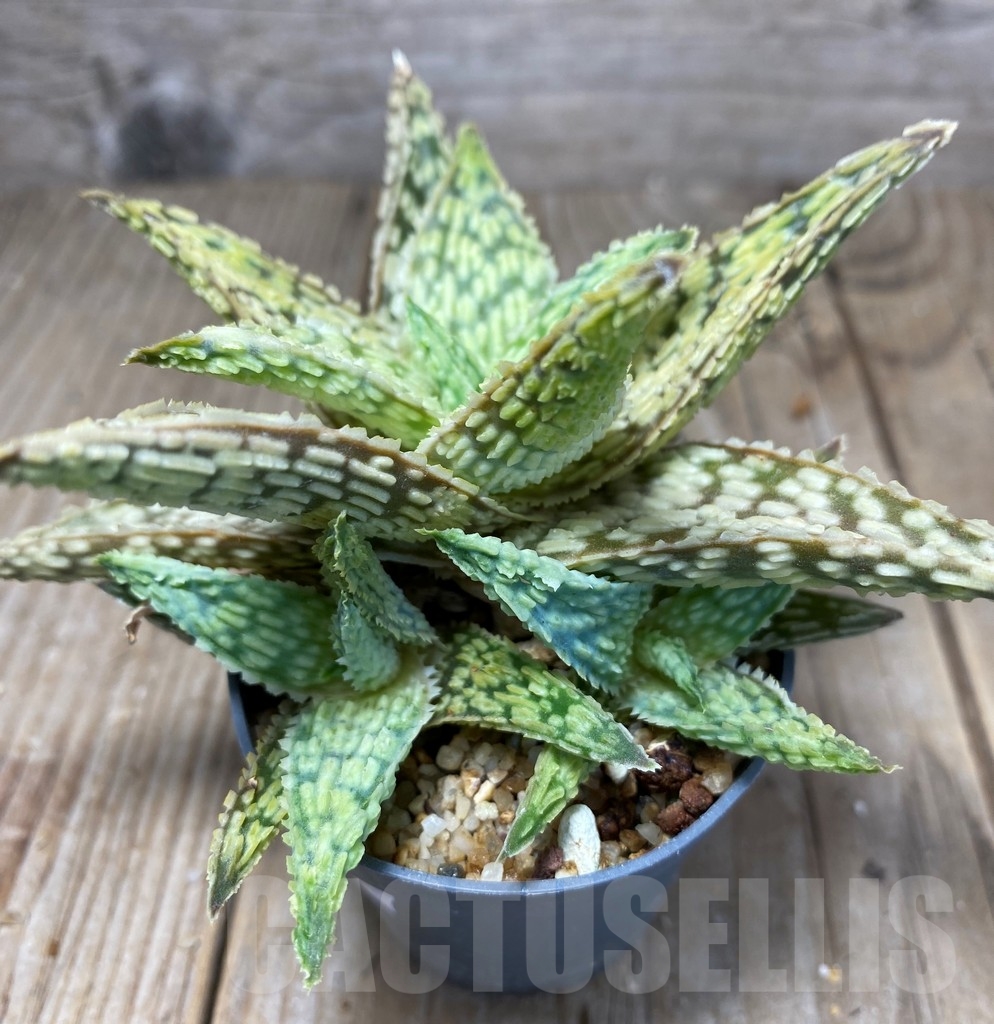 SHPR13688 Aloe hybrid - immagine 2