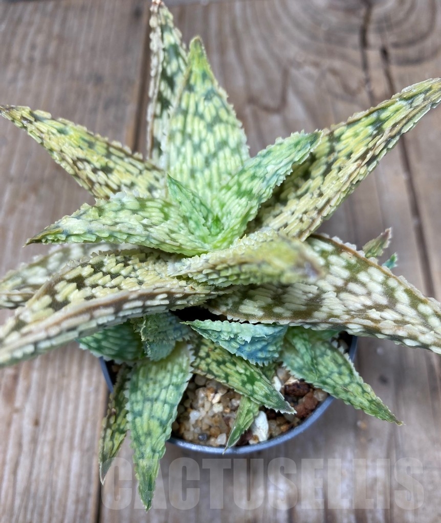 SHPR13688 Aloe hybrid - immagine 3