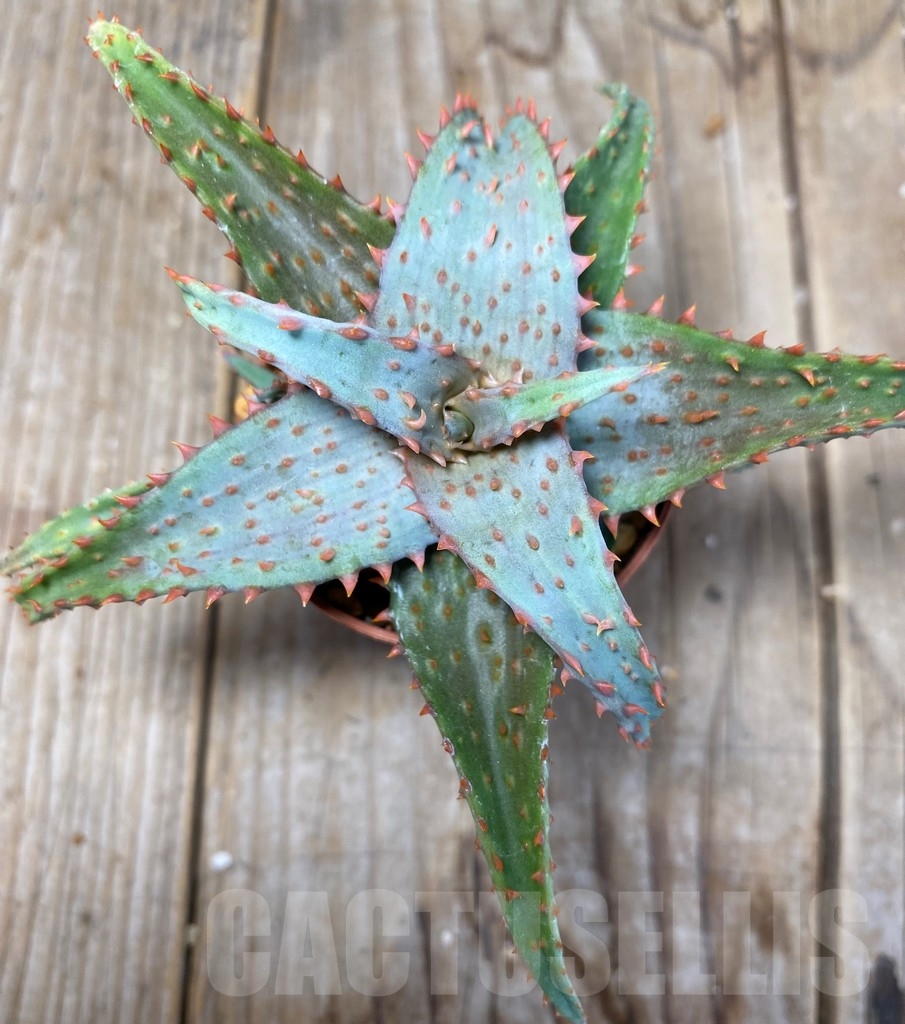 SHPR13689 Aloe hybrid