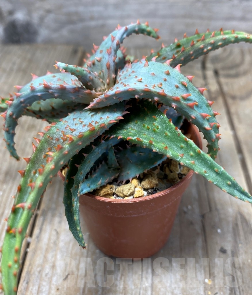 SHPR13689 Aloe hybrid - immagine 2