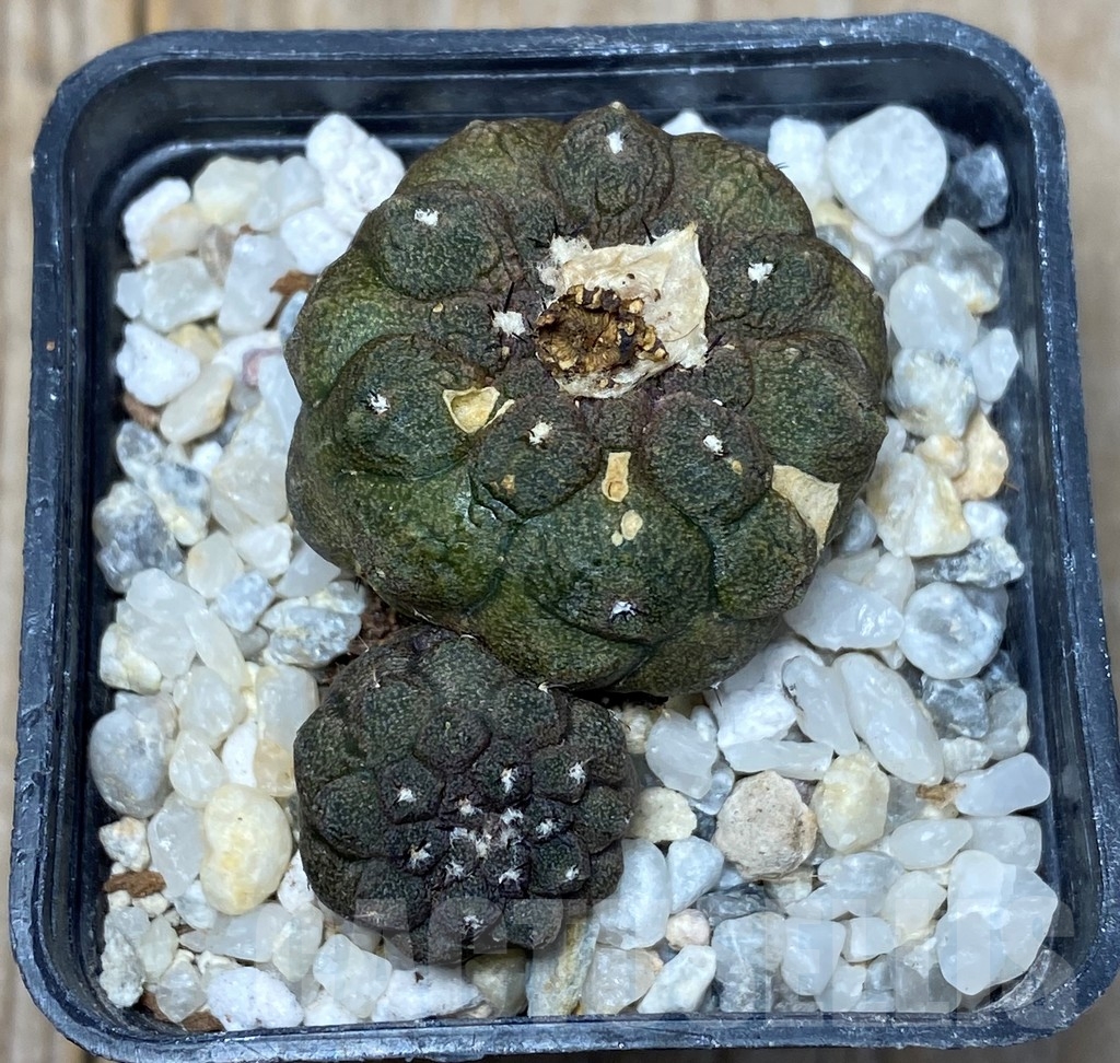 SHPR13691 Copiapoa hypogaea cv. Lizard Skin