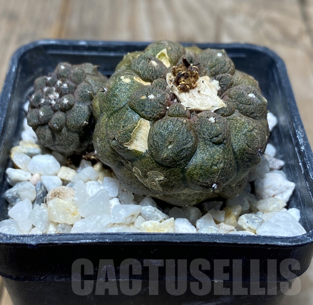 SHPR13691 Copiapoa hypogaea cv. Lizard Skin - Obrázek 2
