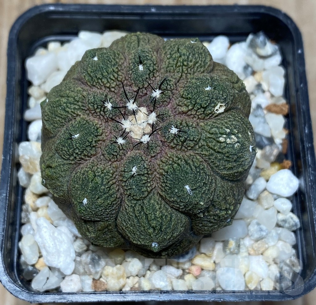 SHPR13693 Copiapoa hypogaea cv. Lizard Skin – Image 2