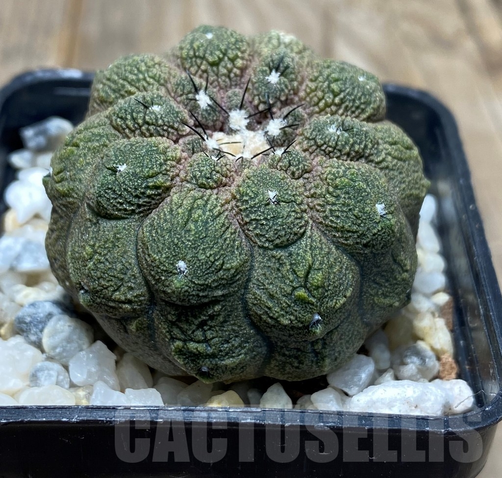 SHPR13693 Copiapoa hypogaea cv. Lizard Skin