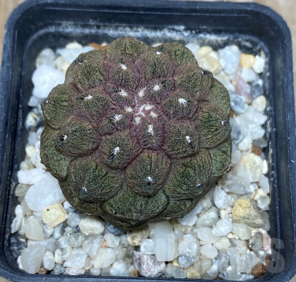 SHPR13694 Copiapoa hypogaea cv. Lizard Skin – Image 2