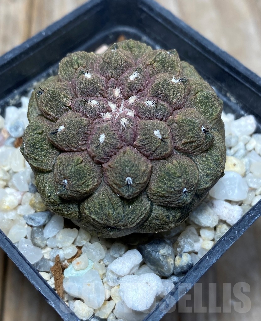 SHPR13694 Copiapoa hypogaea cv. Lizard Skin