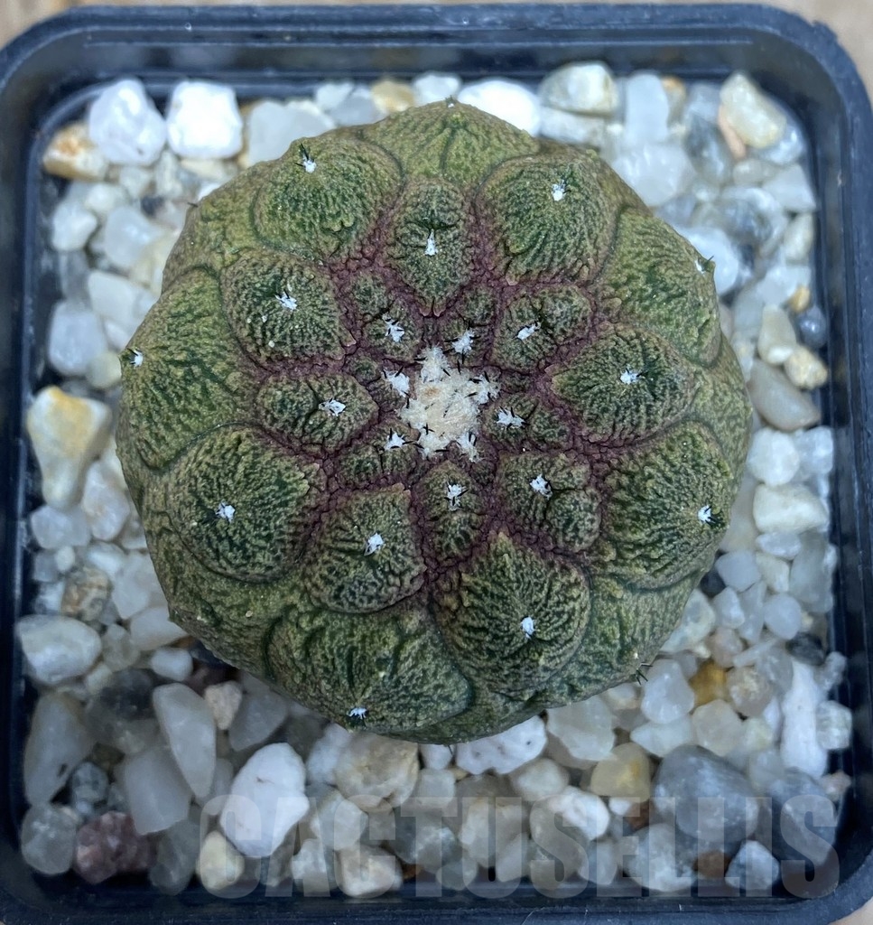 SHPR13695 Copiapoa hypogaea cv. Lizard Skin - 画像 (2)