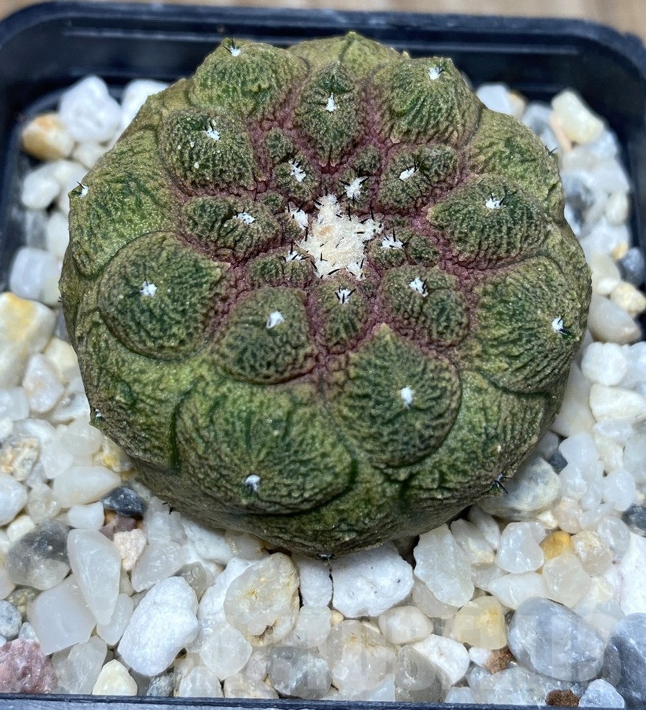 SHPR13695 Copiapoa hypogaea cv. Lizard Skin