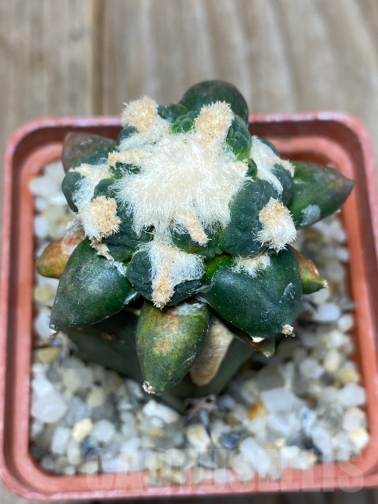 SHPR13707 Ariocarpus cauliflower f pectinatus, grafted