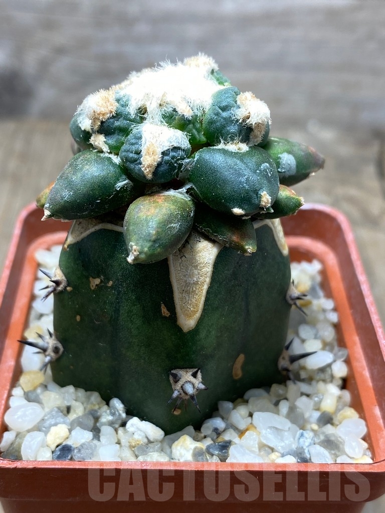 SHPR13707 Ariocarpus cauliflower f pectinatus, grafted - Image 3