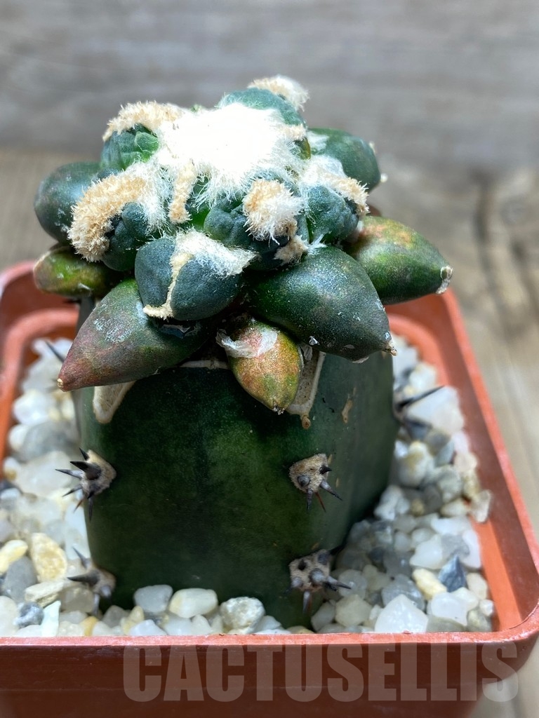 SHPR13707 Ariocarpus cauliflower f pectinatus, grafted - Image 2