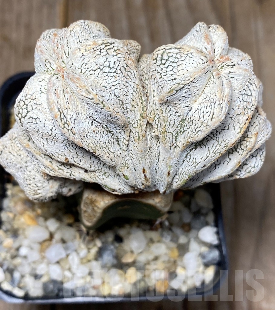 SHPR13708 Astrophytum myriostigma 'Onzuka' f. cristata , grafted - Obrázek 2