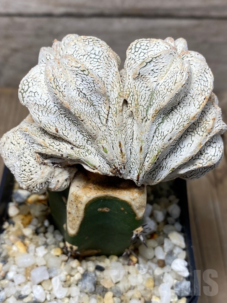 SHPR13708 Astrophytum myriostigma 'Onzuka' f. cristata , grafted