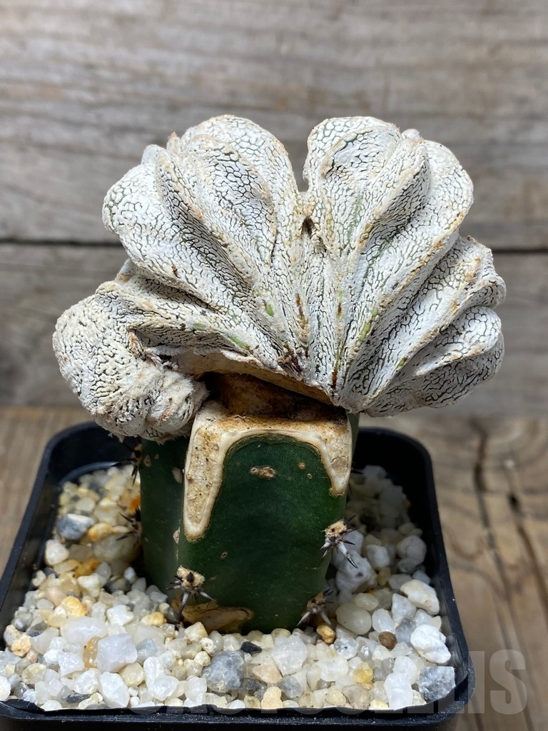 SHPR13708 Astrophytum myriostigma 'Onzuka' f. cristata , grafted - Obrázek 3