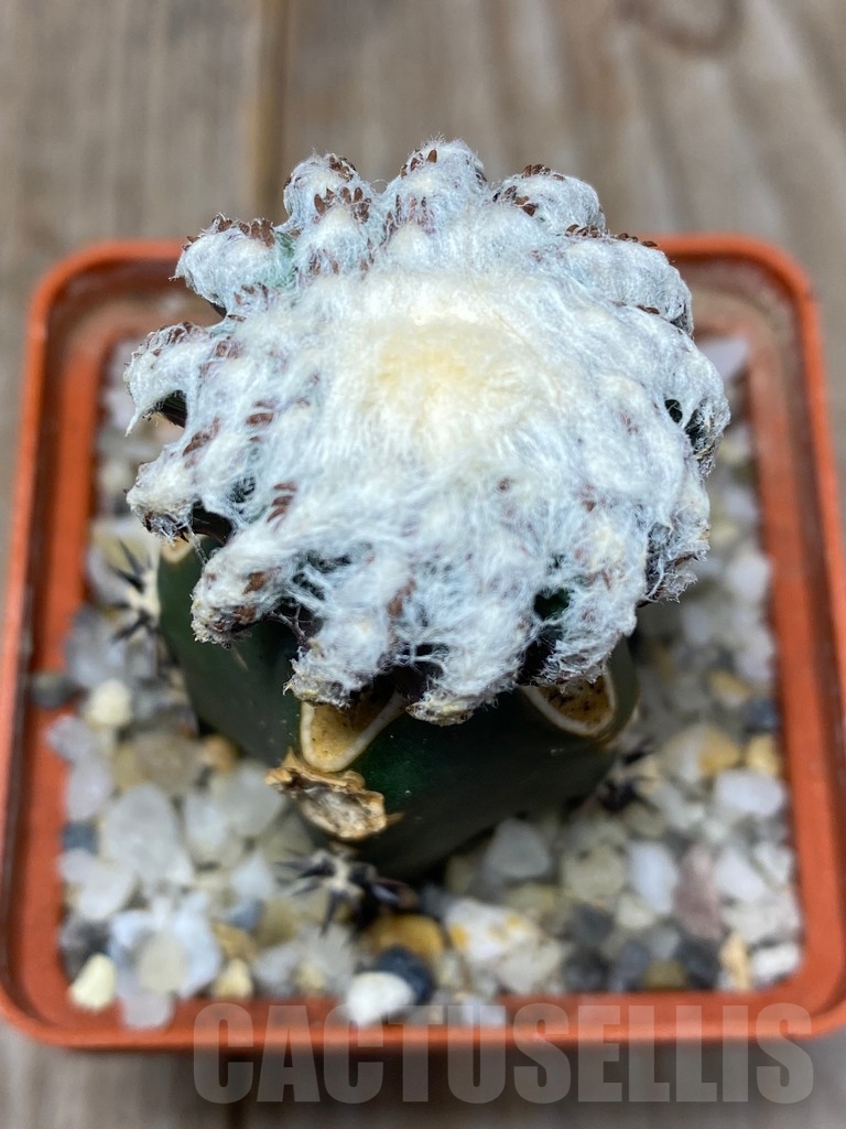 SHPR13709 Discocactus horstii , grafted