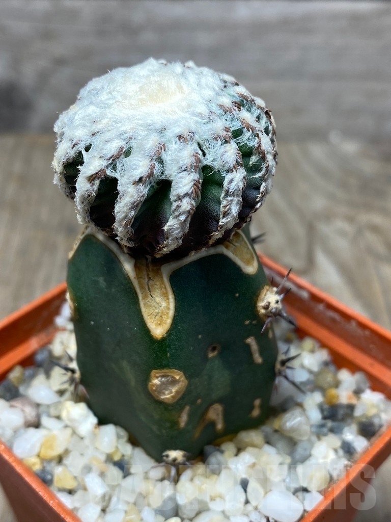 SHPR13709 Discocactus horstii , grafted - Obrázek 3