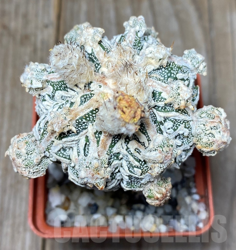 SHPR13710 Astrophytum hybrid , grafted – Image 3