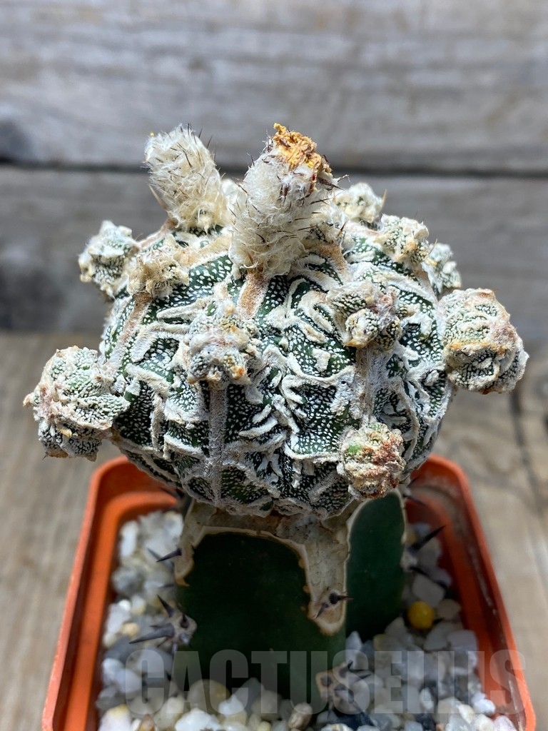 SHPR13710 Astrophytum hybrid , grafted – Image 2