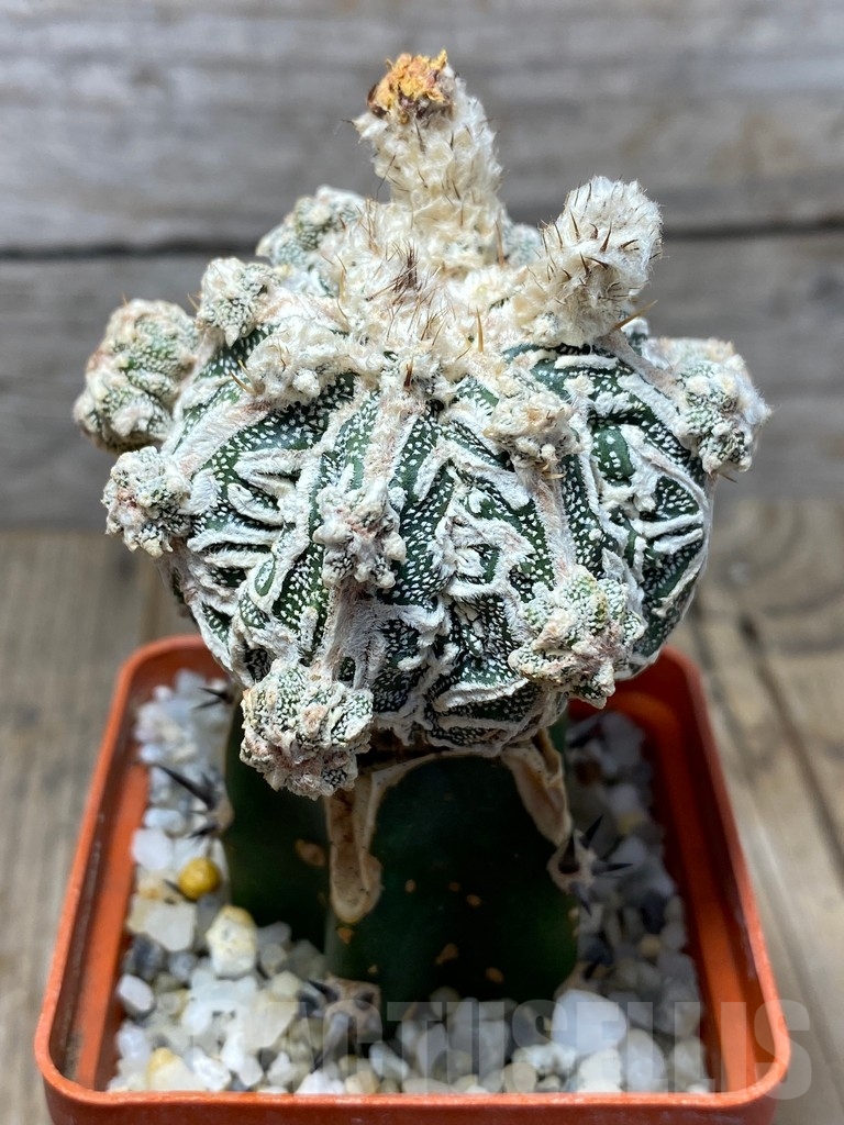 SHPR13710 Astrophytum hybrid , grafted