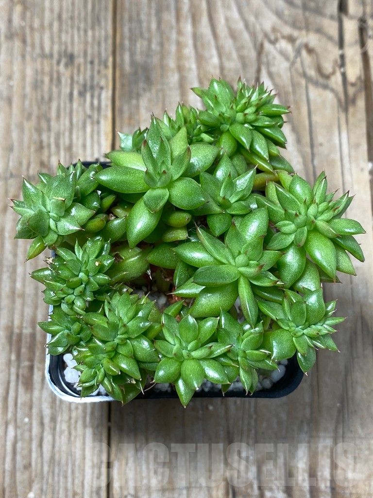 SHPR13734 Echeveria agavoides f. cristata