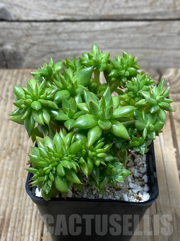 SHPR13734 Echeveria agavoides f. cristata - Image 2