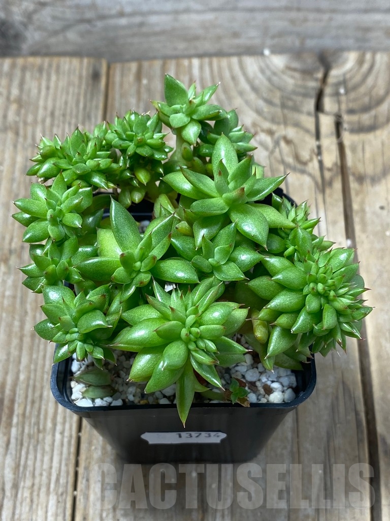 SHPR13734 Echeveria agavoides f. cristata - Image 3