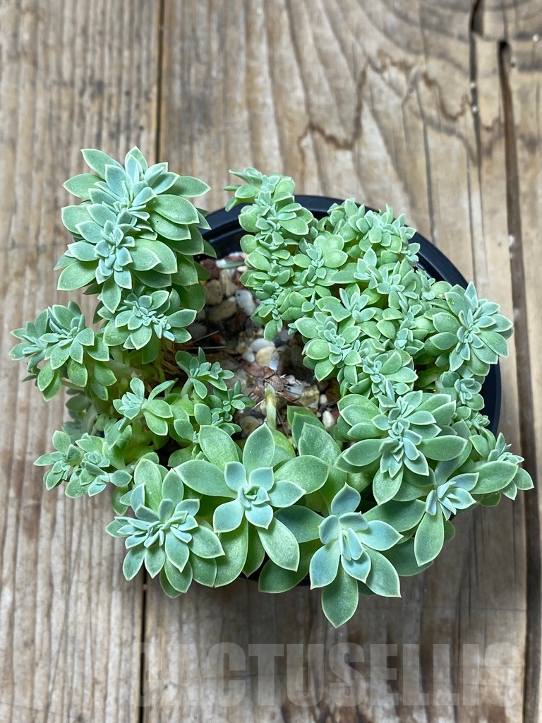 SHPR13735 Echeveria f. cristata