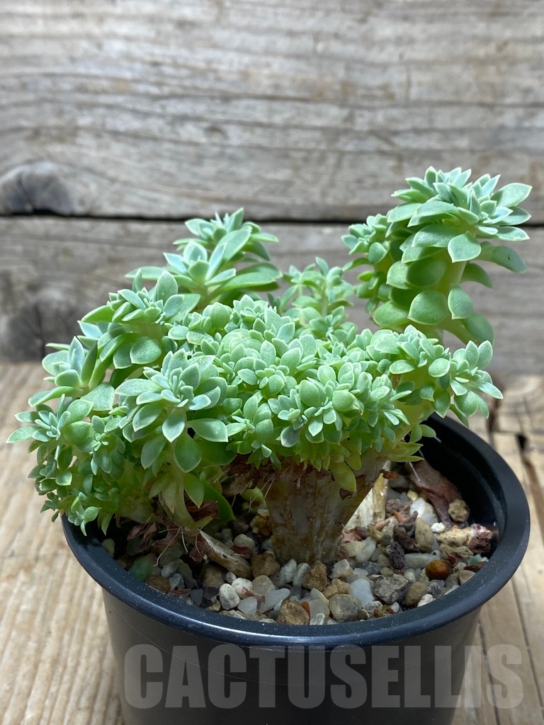 SHPR13735 Echeveria f. cristata - Image 2