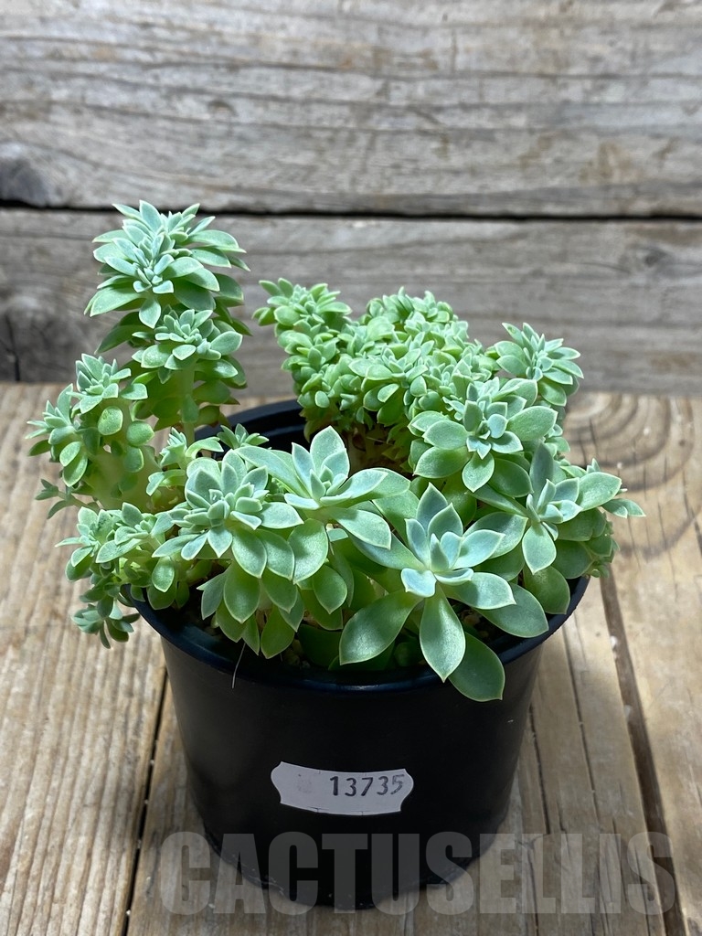 SHPR13735 Echeveria f. cristata - Image 3