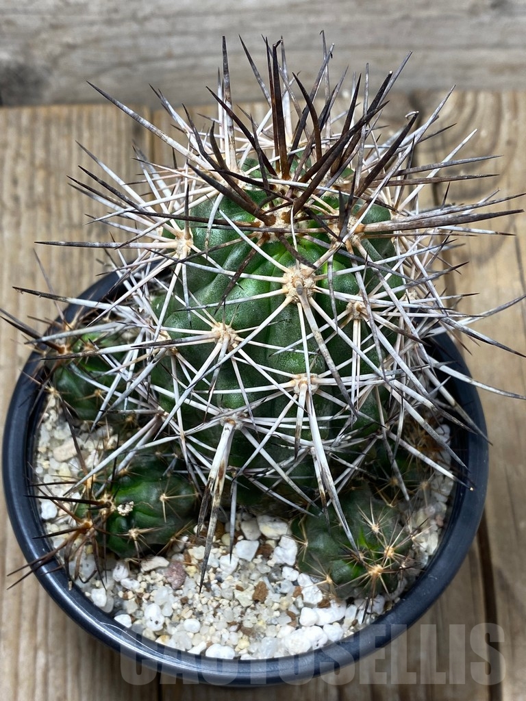 SHPR13736 Copiapoa coquimbana - Зображення 2