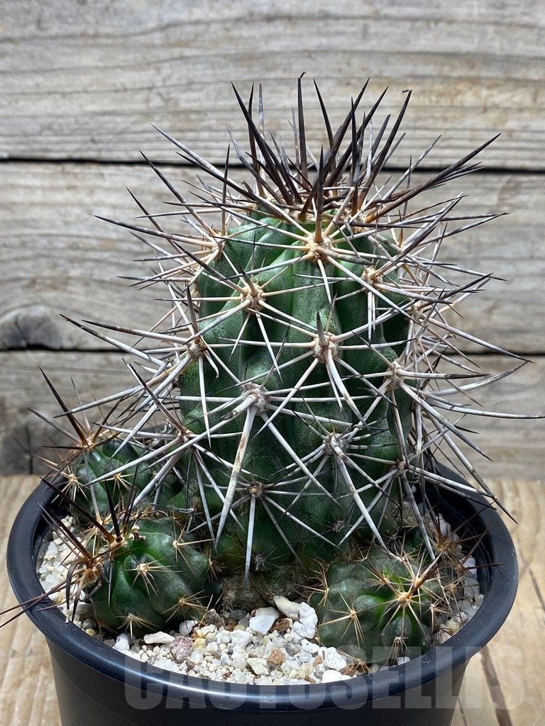 SHPR13736 Copiapoa coquimbana