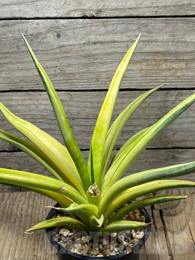 SHPR13738 Sansevieria 'Gracillima' variegated – Bild 2
