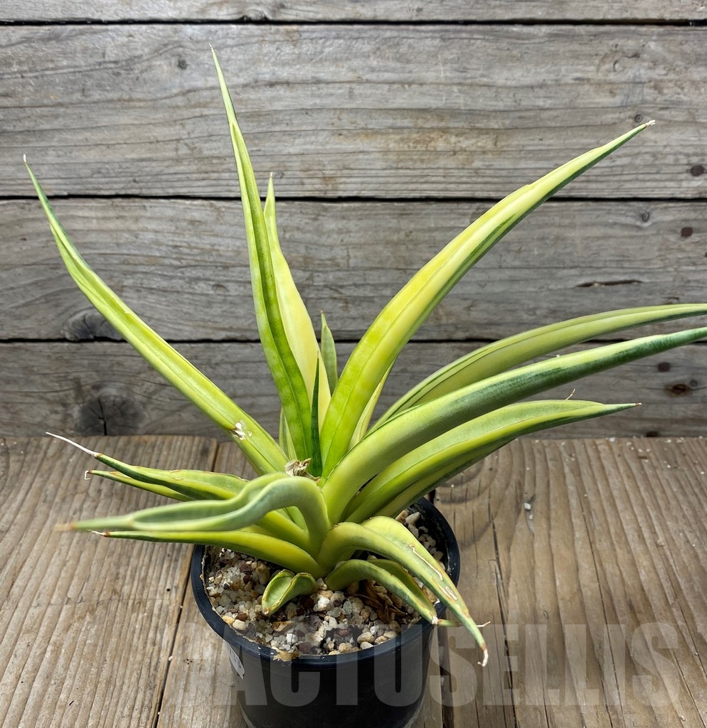 SHPR13738 Sansevieria 'Gracillima' variegated – Bild 3