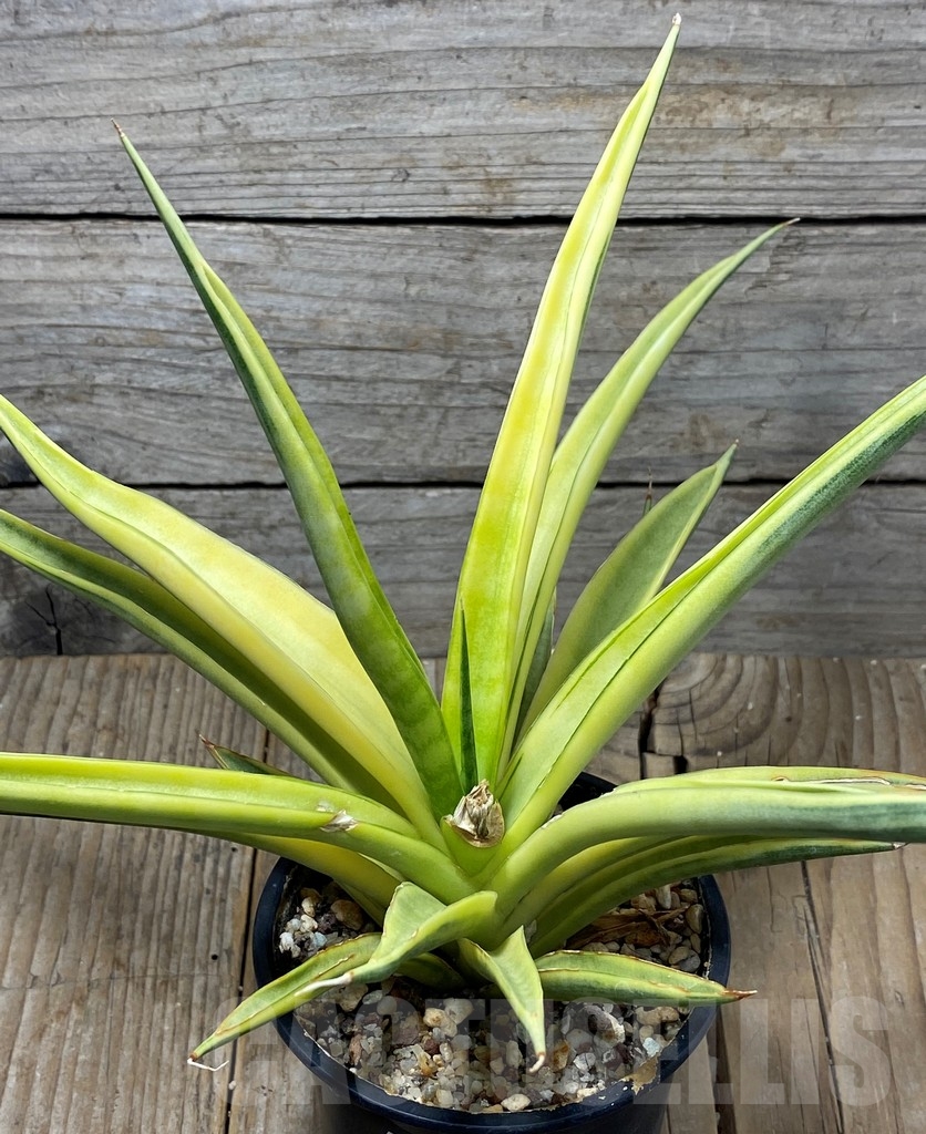 SHPR13738 Sansevieria 'Gracillima' variegated