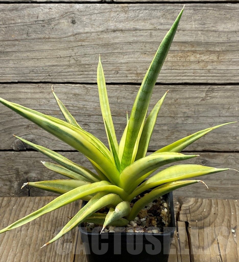 SH13739 Sansevieria 'Gracillima' variegated - Image 2