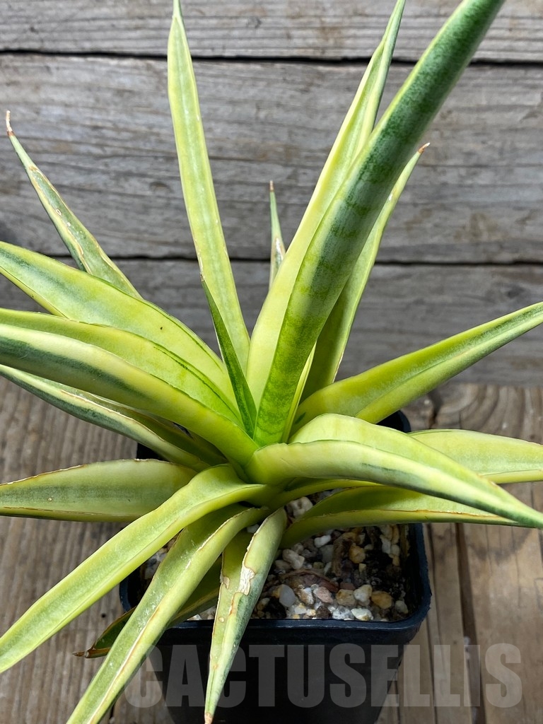 SH13739 Sansevieria 'Gracillima' variegated