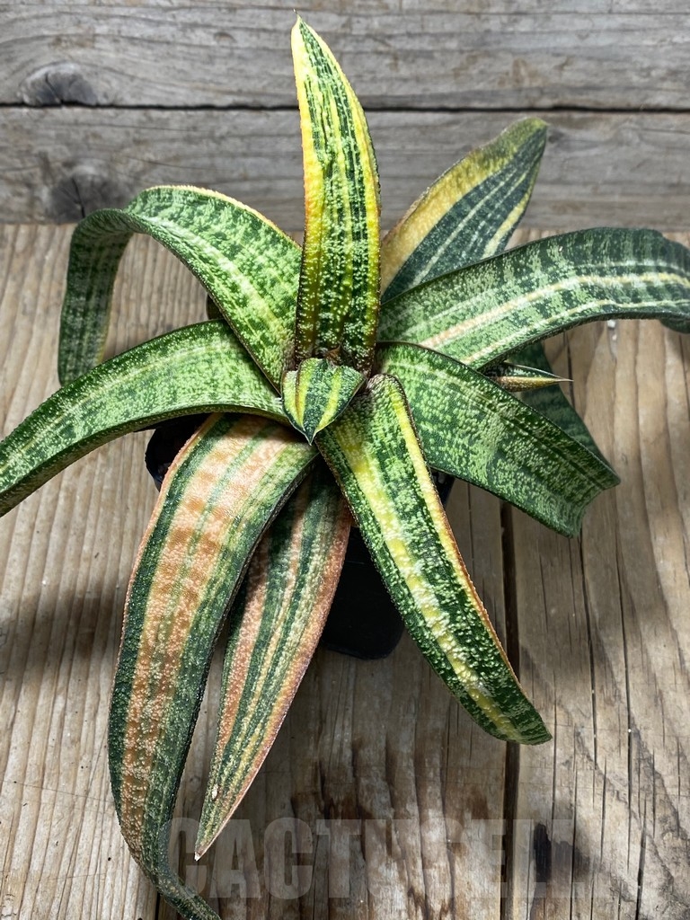 SHPRE 13741 Gasteria batesiana yellow - Image 3