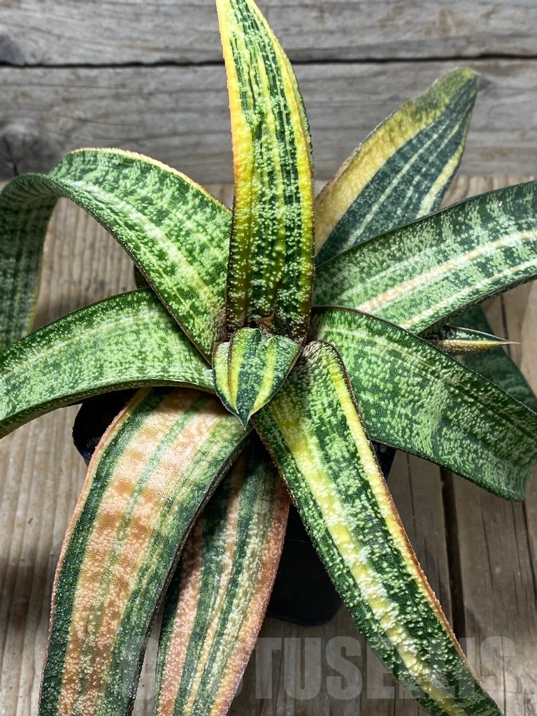 SHPRE 13741 Gasteria batesiana yellow - Image 2