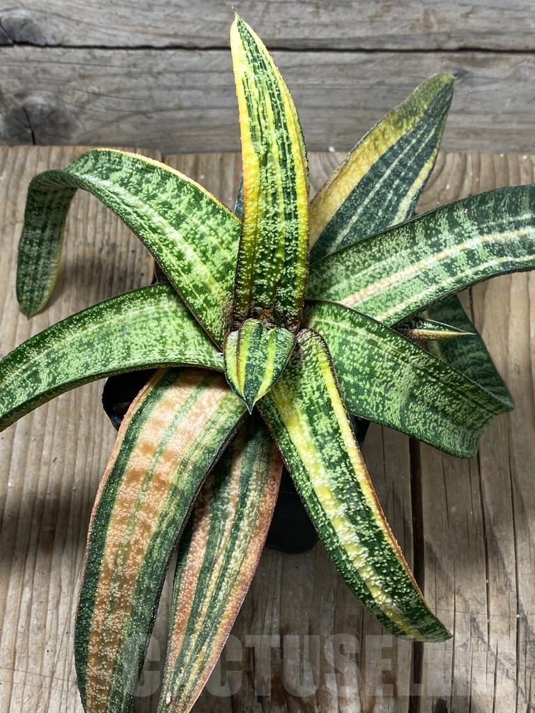 SHPRE 13741 Gasteria batesiana yellow