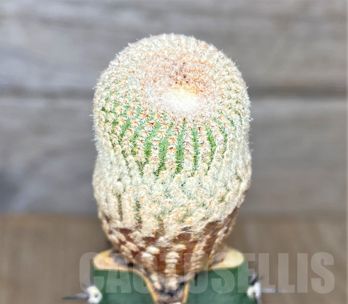 SHPR13744 Yavia cryptocarpa grafted - Зображення 2