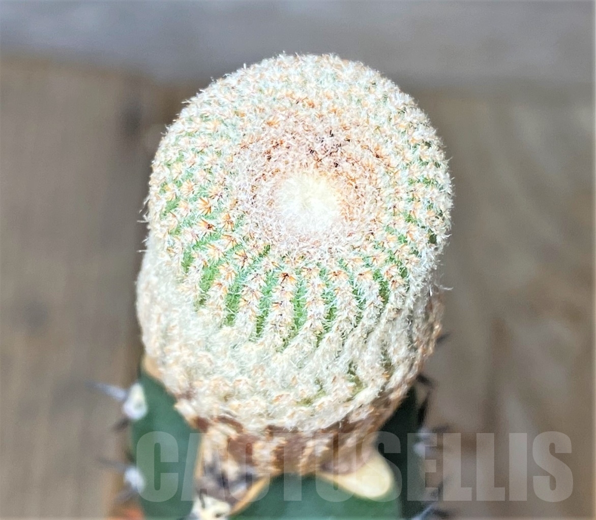 SHPR13744 Yavia cryptocarpa grafted