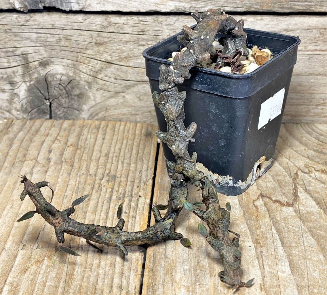 SHPR13746 Ceropegia armandii -Tolinara- Madagascar