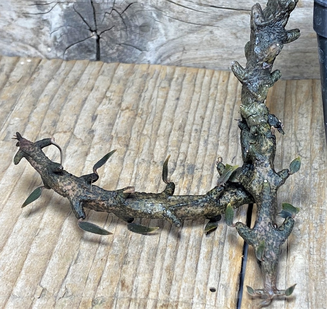 SHPR13746 Ceropegia armandii -Tolinara- Madagascar - Image 2