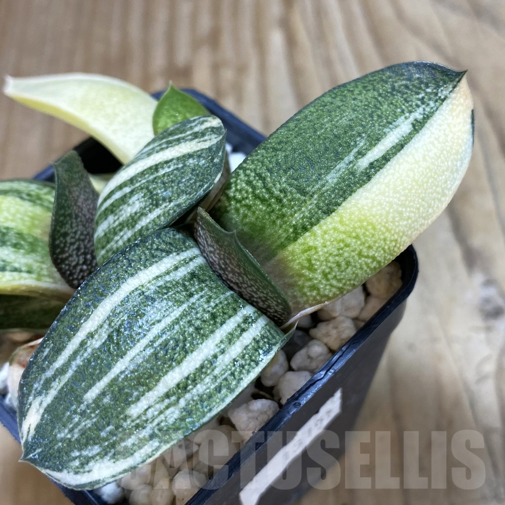 SHPR13157 Gasteria glomerata hybrid f. variegata