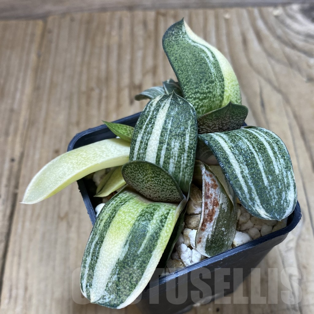 SHPR13157 Gasteria glomerata hybrid f. variegata - Image 2