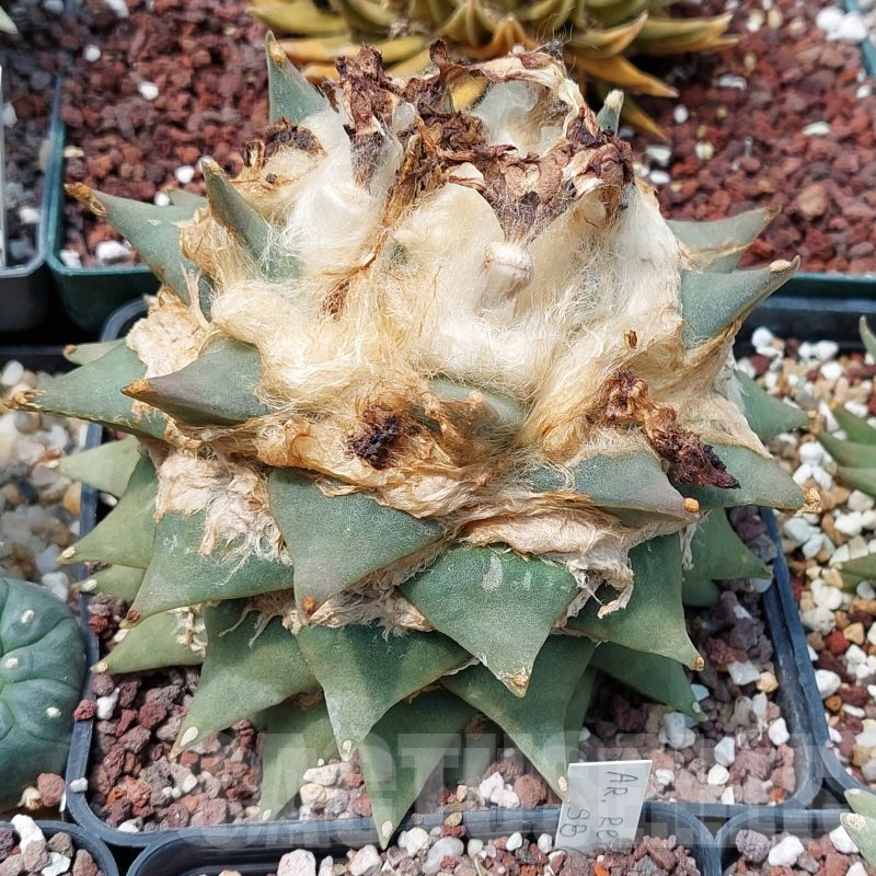 LOT585 10 SEEDS Ariocarpus retusus 2023year