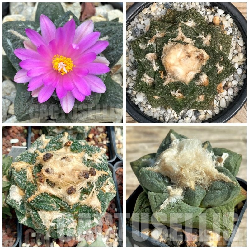 LOT586 10 SEEDS Ariocarpus fissuratus, 2025year